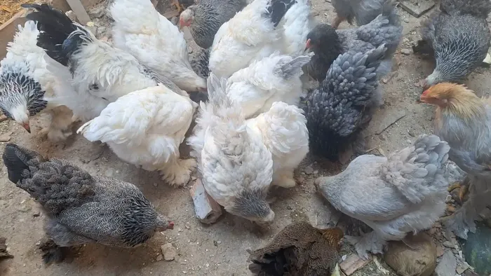 Galinha brahma