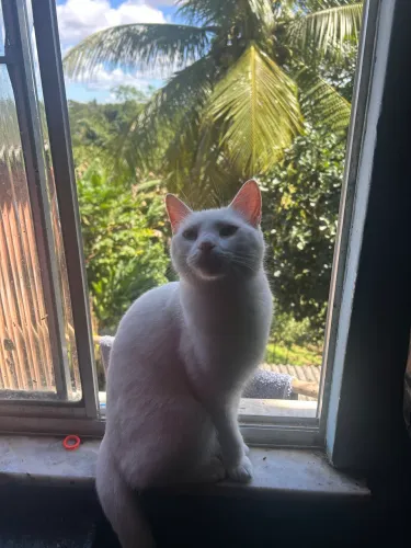 Estou doando essas duas gatinhas 