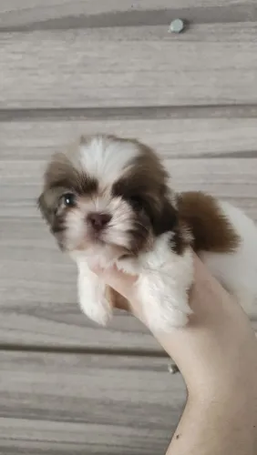 Filhote Shih tzu Fêmea