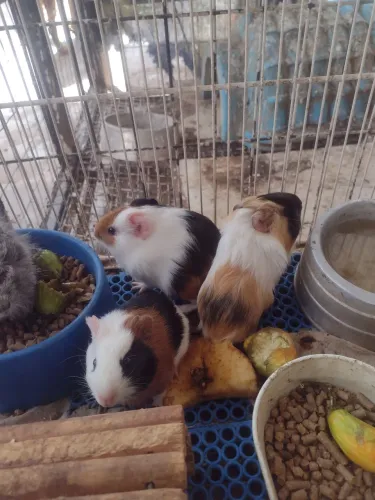 Filhotes de porquinho da índia
