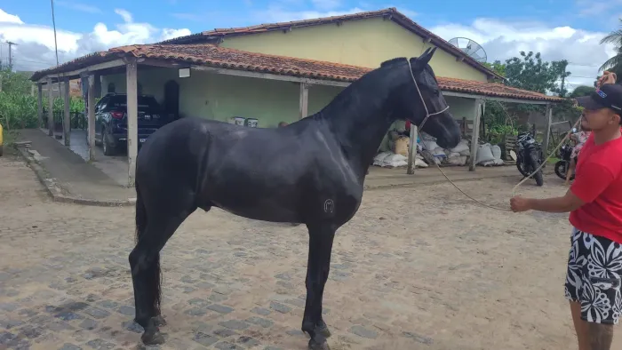 Cavalo mangalarga picado com documento