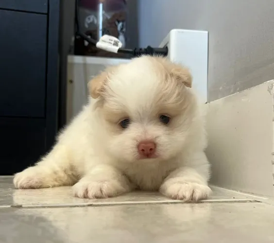 Spitz alemão - 45 dias 