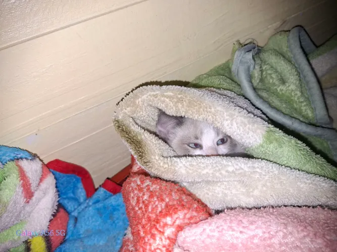 Doação de gatos macho ele tem 3 meses