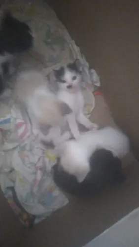 Doação responsável doou lindos gatinhos já comendo ração
