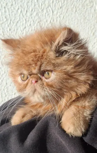 Gatinho persa filhote