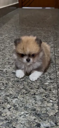 Lulu da Pomerania anão ursinho 2 fêmea 