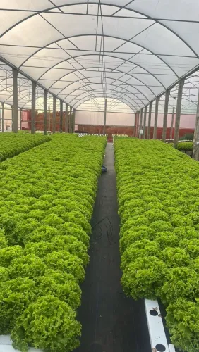 Vendo hortifruti Garopaba sc