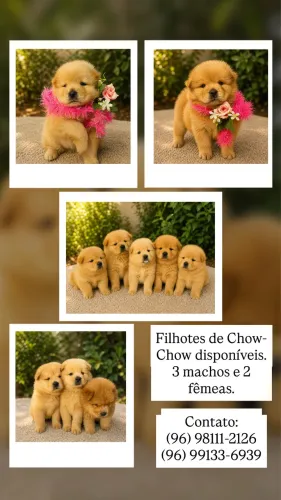 chowchow