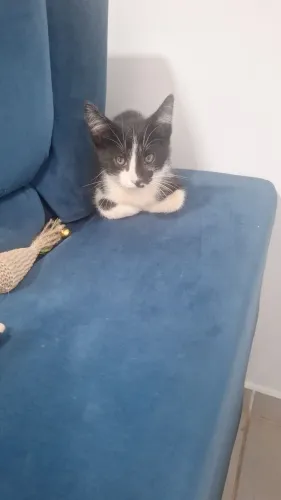 DOAÇÃO DE GATA FÊMEA FILHOTE