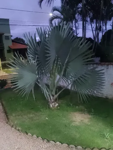 Palmeira azul