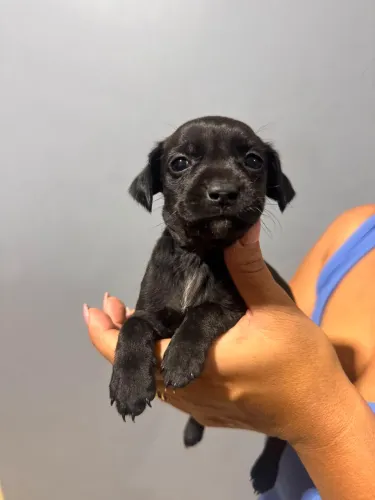 Adoção cachorrinhas