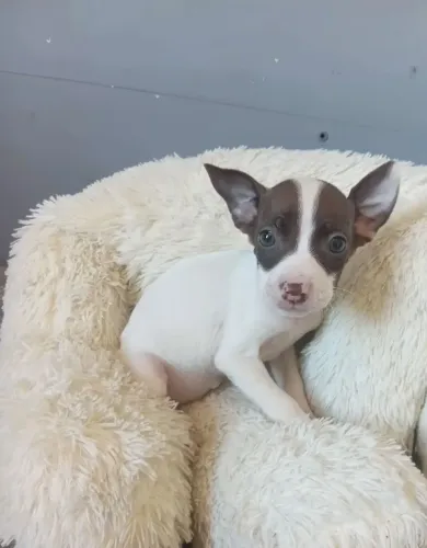 PINSCHER FÊMEA N0 BARATINHO LINDA MINISCULA