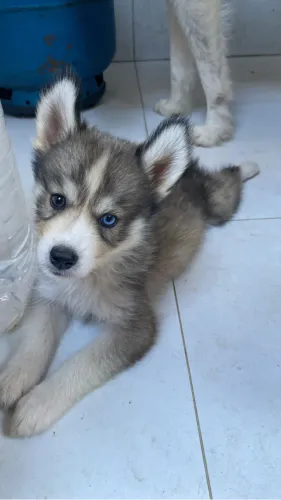 Hushy Siberiano Macho 