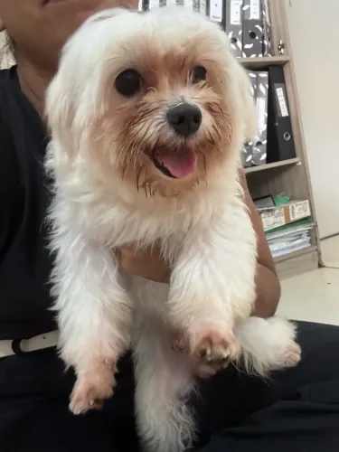 Cachorro Maltês procura-se namorada! 