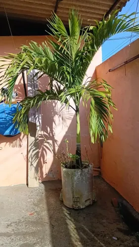 Palmeira