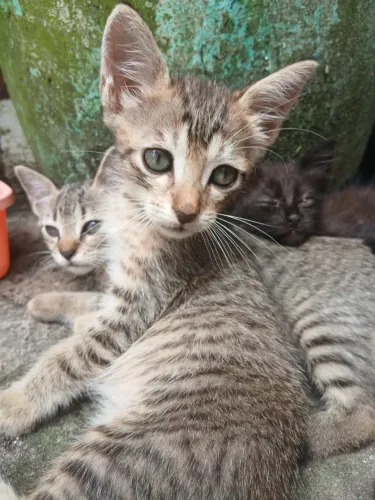 Doação de Gatos