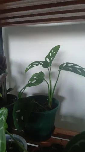 Plantas