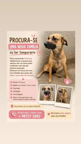 Adoção responsável urgente