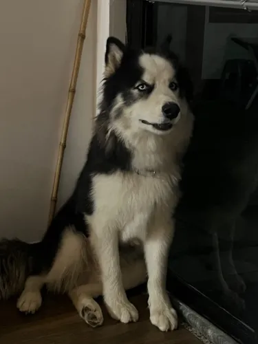 Cachorro Husky siberiano Macho
