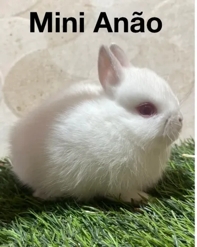 Mini coelhos