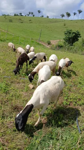 Vendo lote de ovelhas ( 20 cabeças ao todo sendo 95% dorper