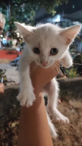 Gato macho filhote branco