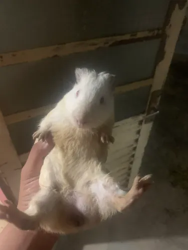 Vende-se porquinho da índia inglês Albino