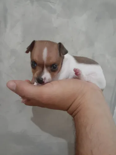 Pinscer 0