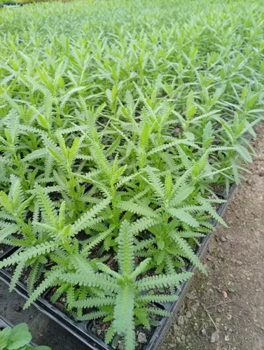 Cx de lavanda