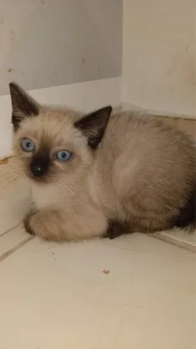 Gatinha filhote pra adoção