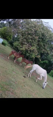 Egua e 02 potros
