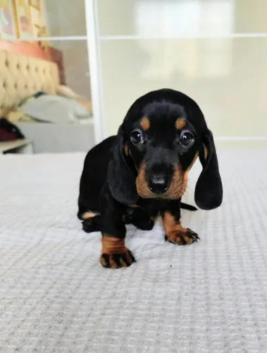Dachshund Macho Preto e Canela - Salsicha Cofap Basset Goiânia
