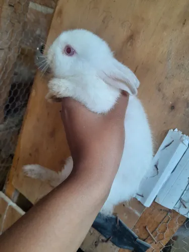 Coelho netherland dwarf 