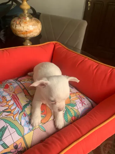 Chihuahua 