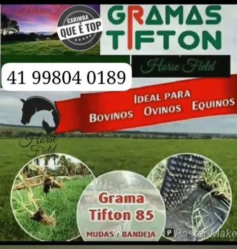 Mudas perenes Tifton 85.....