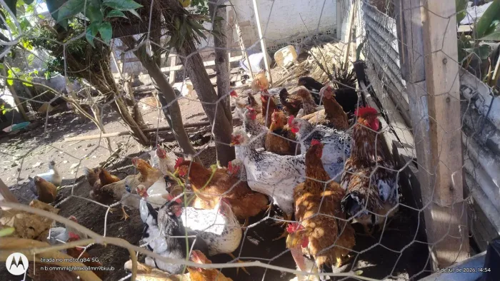 Vendo 65 cada