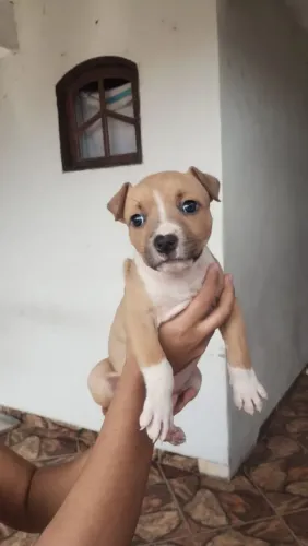  Filhote de Pitbull American Terrier 