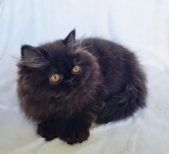 Gata persa