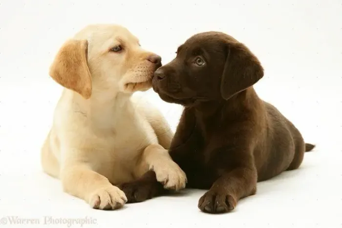 filhotes Labrador para derreter seu coração