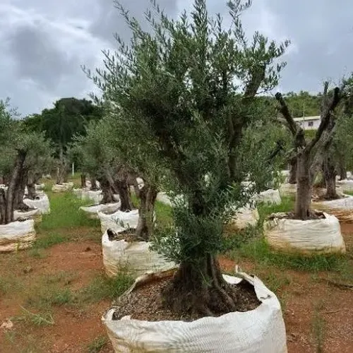 OLIVEIRA 50 ANOS  / PAISAGISMO AP