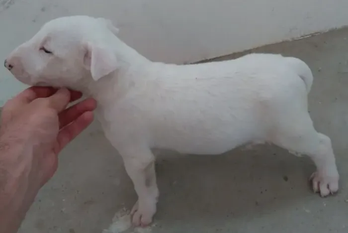 Bull Terrier Inglês *