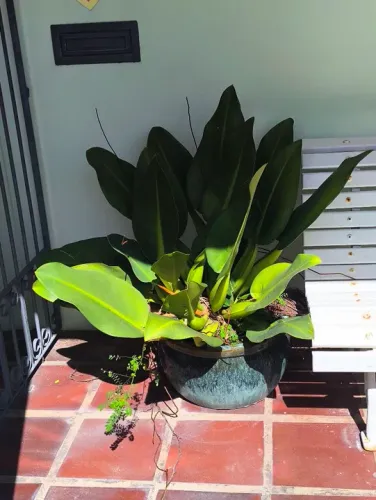 Planta e Vaso cerâmica 