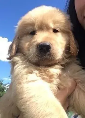 Filhote Golden Retriever verdadeiros Deuses