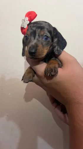 Dachshund Puro - Excelente Companhia