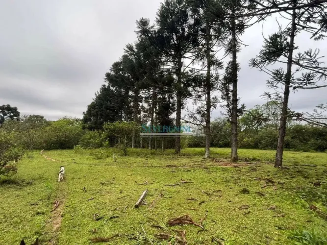 Sítio à venda, 42000 m² por R$ 1.190.000,00 - Neópolis - Gravataí/RS