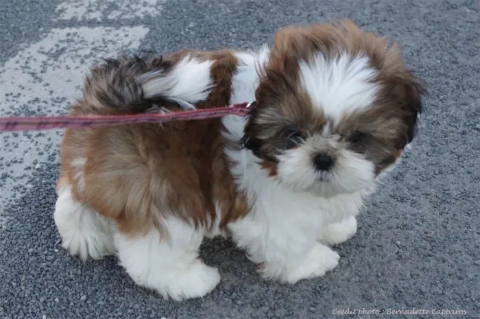 Filhote shih tzu, Um filhote para chamar de seu!