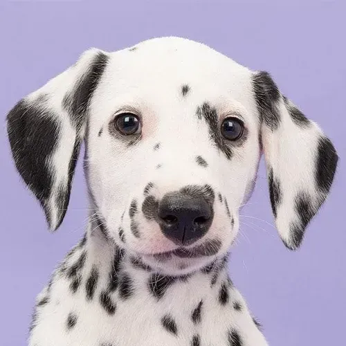  O Dálmata é um cão elegante, ativo e cheio de energia! 