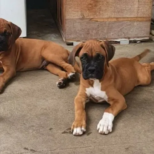 Boxer pague quando estiver no seu colo 