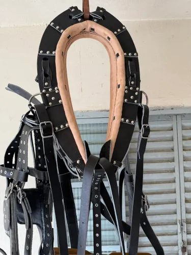Curiama de um Cavalo 