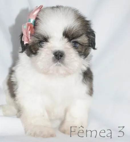 Filhotes de Shih-Tzu, vc deixou 